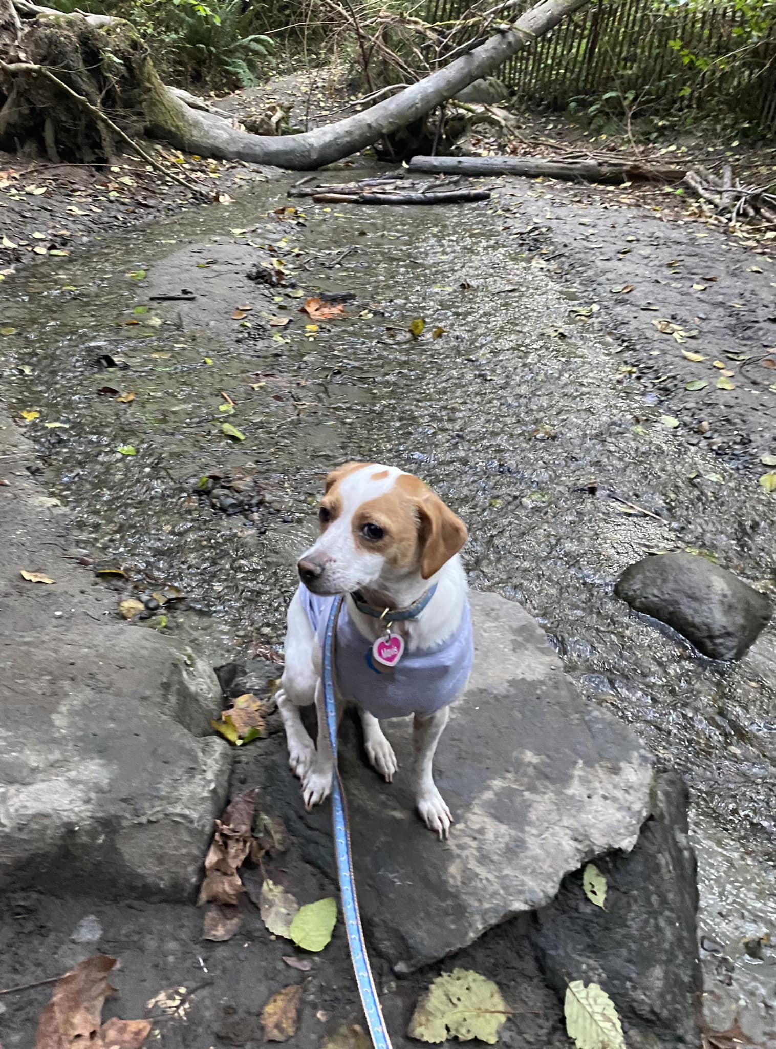 A small white dog sitting on a rock in a forest stream